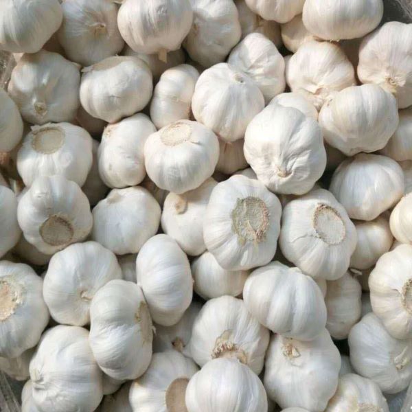 Fresh Garlic-1x8.98kg03